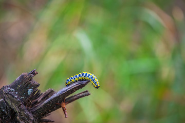 Swallowtail caterpillar crawling on an old, dried-up stump. Insects are listed in the Red Book.