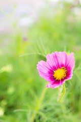Pink flowers in the park , Colorful Pastel flowers in the garden