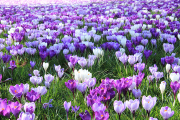 purple crocuses