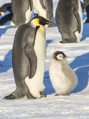 Fototapeta na wymiar Emperor Penguins on the frozen Weddell sea
