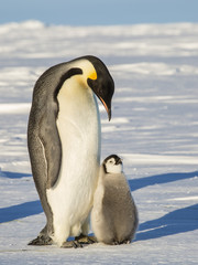Plakat Emperor Penguins on the frozen Weddell sea
