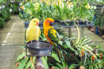 Sun Parakeet or Sun Conure, the beautiful yellow and orange parrot bird and yellow parrot waiting food ,feeding