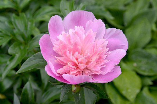 Fototapeta Large pink peony (Paeonia L.)