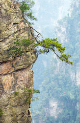Alone tree on rock column (Avatar rocks). Zhangjiajie National Forest Park was officially recognized as a UNESCO World Heritage Site - China - 131936862