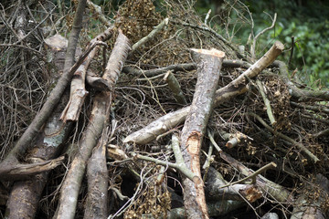 Wood drying for use as firewood