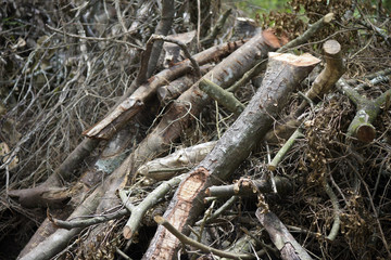 Wood drying for use as firewood