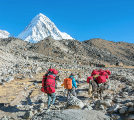 Yaks caravan on the trek at the foot of Mount Everest (8848 m) near Gorak Shep village - Nepal,...