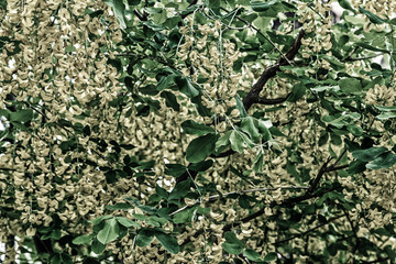 yellow flowers of a laburnum