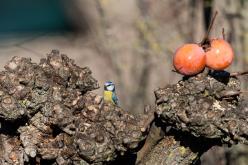 Ritratto di cinciarella (Cyanistes caeruleus)