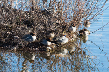 Alzavola in acqua