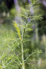 Fennel plantation