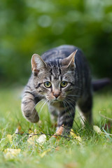 Jungkatze