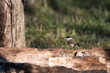 Ritratto di cincia bigia