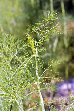 Fennel plantation