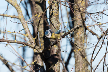 Ritratto di cinciarella (Cyanistes caeruleus)
