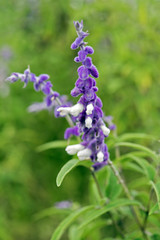 Obraz premium Detail of a Mexican bush sage flower bed