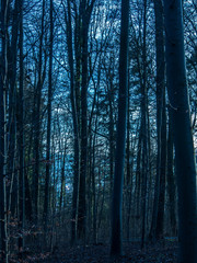 Fototapeta premium Düsterer Wald