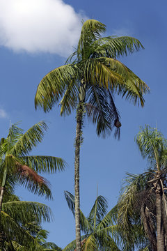 Palm tree under the blue sky with clouds
