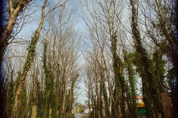 tree covered with ivy