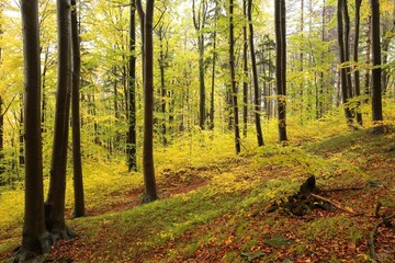 Autumn beech forest during rainfall