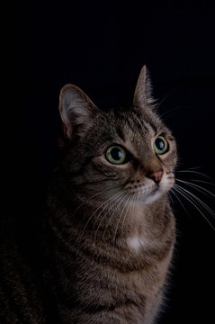 Hauskatze getigert