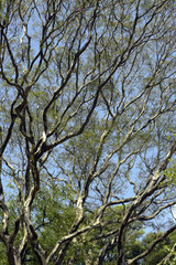 Lush treetop view from bottom to top