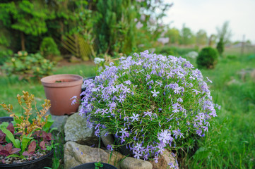 Fototapeta na wymiar Violet flowers in the garden
