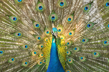 Fototapeta na wymiar Peacock sunlite on face and feathers