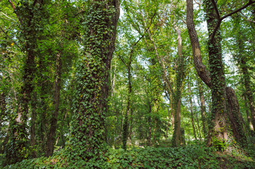 green ivy growing on the trunk of tree in the park