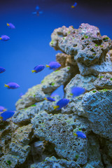 Naklejka na ściany i meble Sea life: exotic tropical coral reef