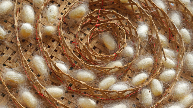 silkworm cocoon that have pupae inside and be covered with silk on compartment frame 