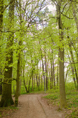 Fototapeta premium Park pathway and bench