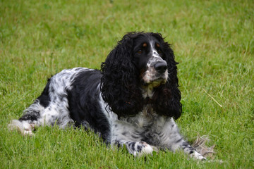 Fototapeta premium the dog
