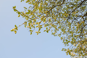 green leaves on the branch