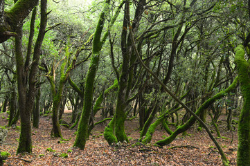 Bosque en Campezo - 1