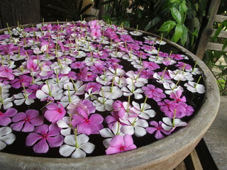Fototapeta na wymiar White and purple Plumeria flowers floating on the water with blur bokeh background