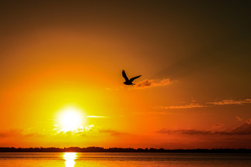 Naklejka na ściany i meble sunset and bird