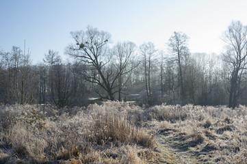 Straws of wild grass and bare broadleaved trees with mistletoe on the branches. Countryside scenery in winter, hoarfrost on the plants. Strong side/back light. Focus on foreground