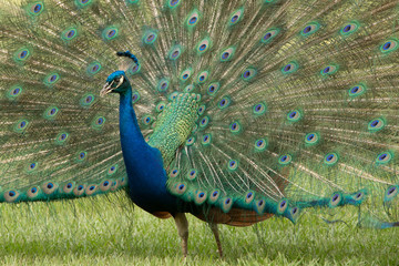 Obraz premium Peacock