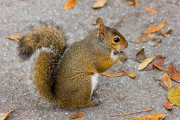 squirrel