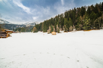 snowy field near Alpine forest