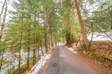 Naklejka premium Dirt road crossing Alpine forest