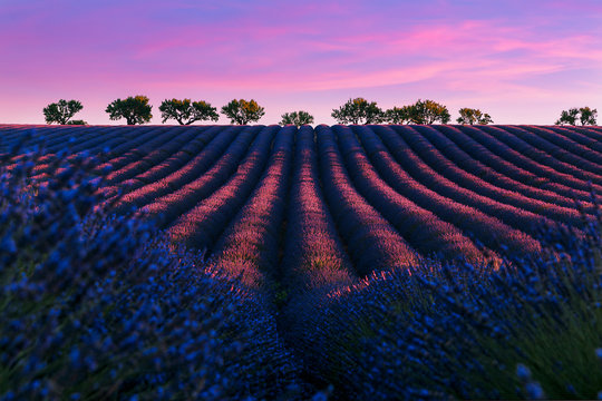 Pink sunrise on the famous lavender franch Valensole lavnder fields.