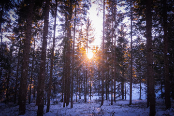 Sonnenschein bricht durch verschneiten Wald, mystisch