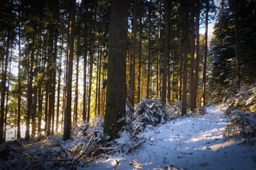 Sonnenschein bricht durch verschneiten Wald