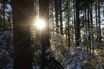 Sonnenschein bricht durch verschneiten Wald und scheint auf kleine Bäumchen