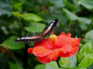 Schmetterling sitzt auf Hibiskusblüte