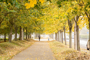 Naklejka premium Walking under the trees in Autumn I
