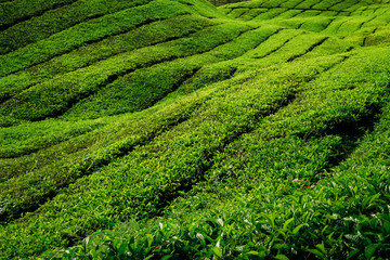 Tea plantation (3)