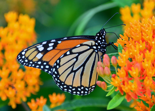 Monarch Butterfly Feeding On Milkweed